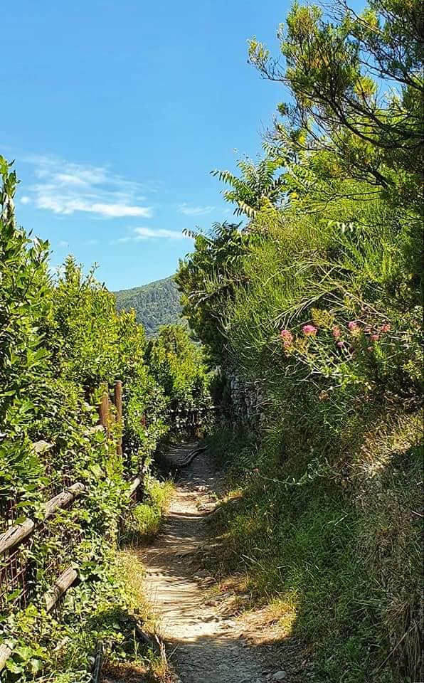 a footpath through the forest