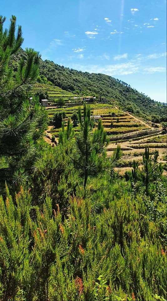 a hike through the spruce trees and olive groves