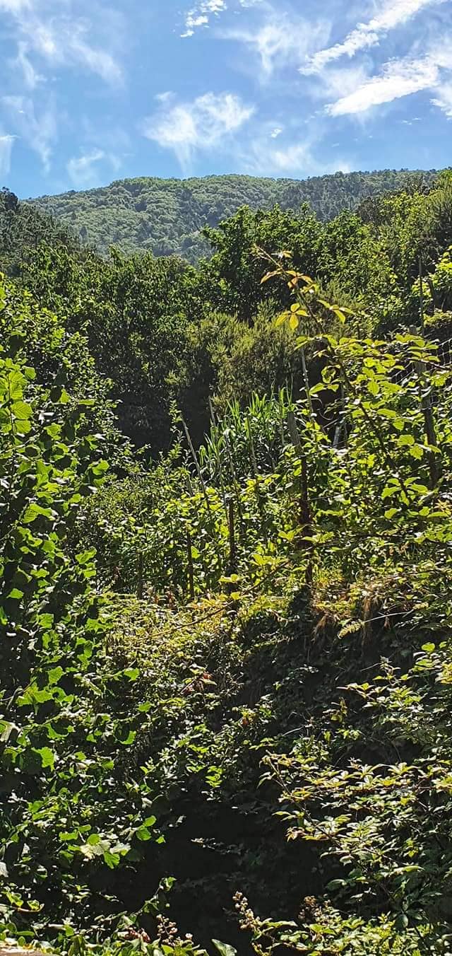 a walk through nature