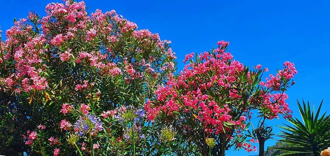 beautiful blooms