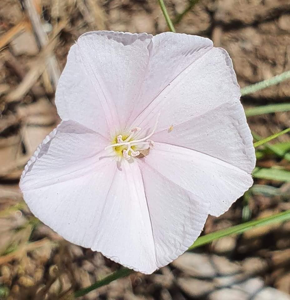 beautiful wild flower on the hike