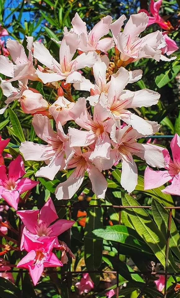 colourful flowers at Levanto