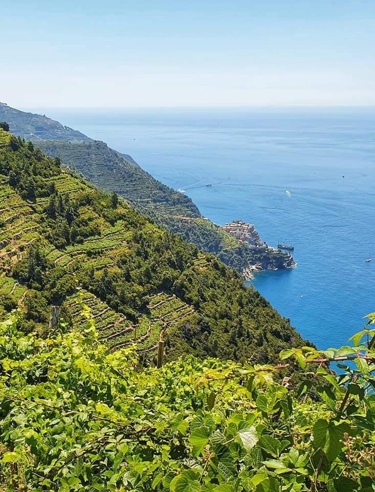 first glimpse of manarola fringed by vineyards