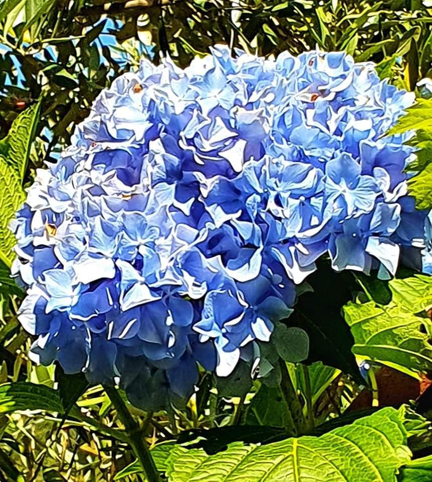 more beautiful blooms
