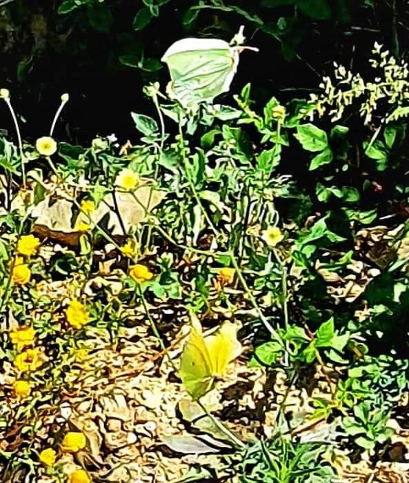 playful butterflies