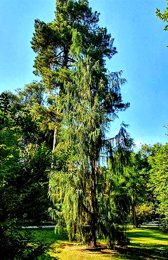 Lugada Tree Lucca - The City of 100 Churches | Dare, Dream, Discover