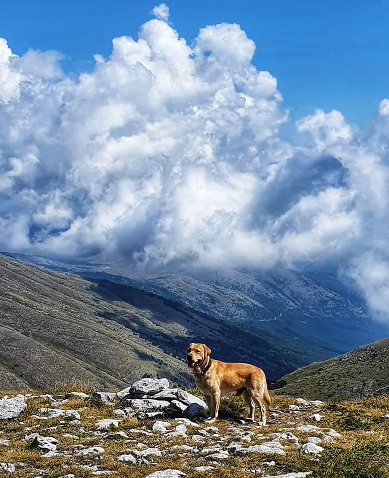 dog on magaro peak