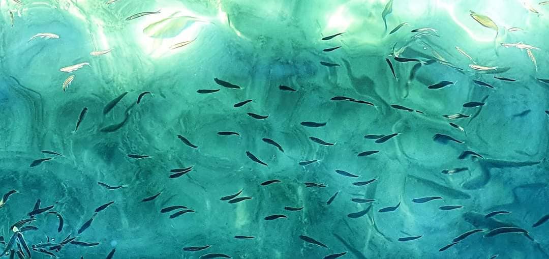 fish lake ohrid