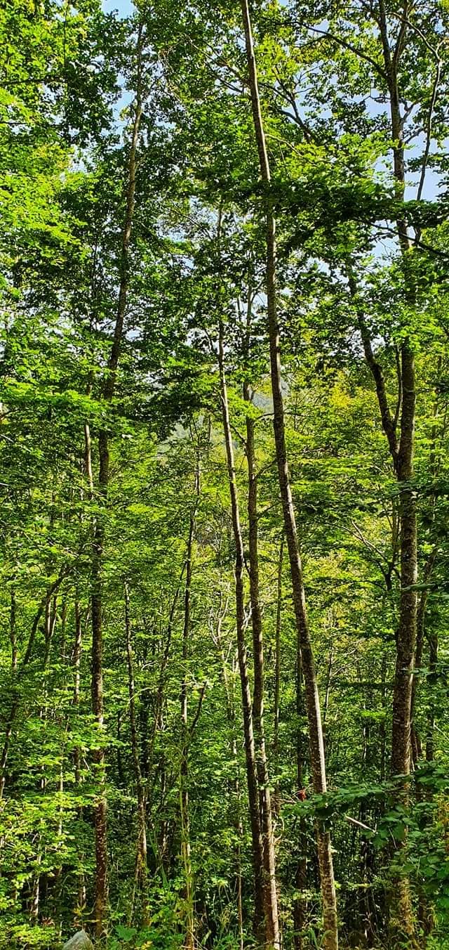 forest walk mavrovo national park