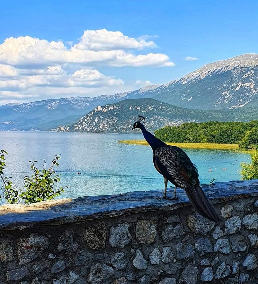 peacock admiring lake ohrid