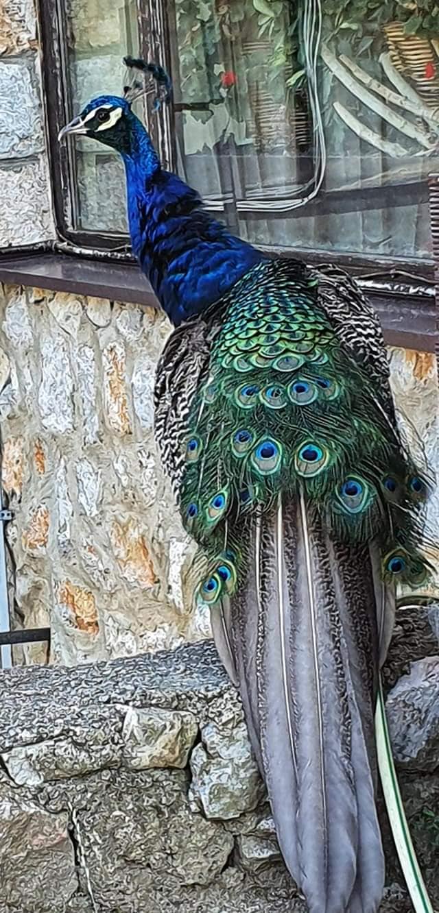 peacock aye monastery