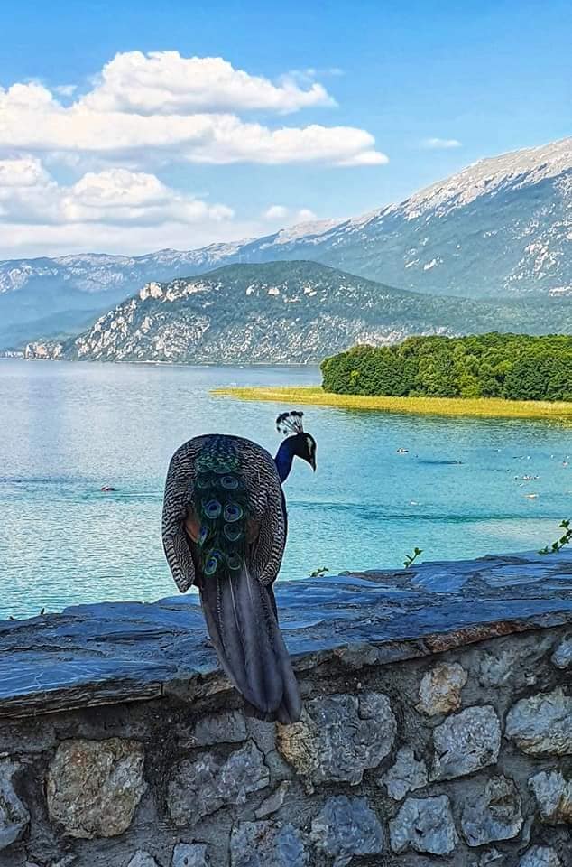peacock on monastery wall