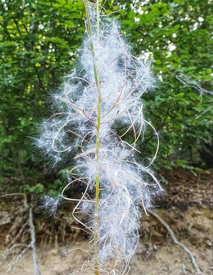 plant mavrovo national park