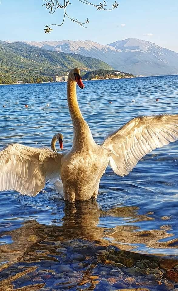 swan lake ohrid