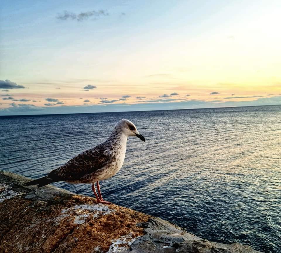 seagull on city wall - gallipoli