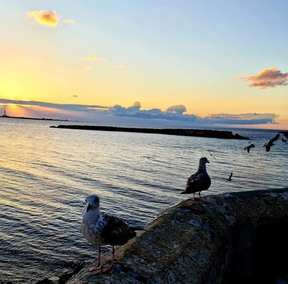 seagulls at sunset