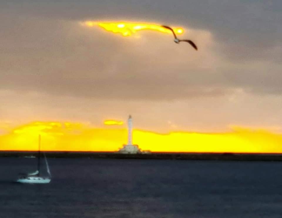 sunset gull