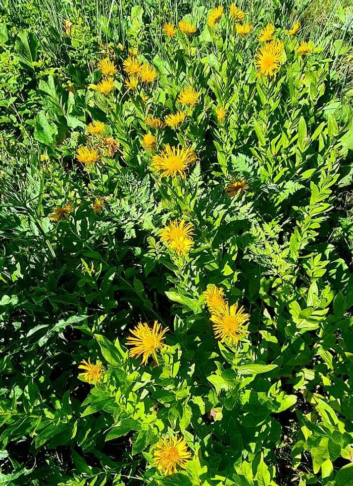 wild flowers in Svaneti