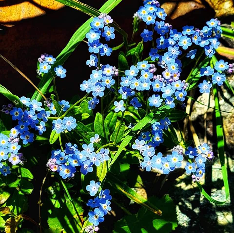 wild flowers on the hike to Chalaadi glacier Svaneti