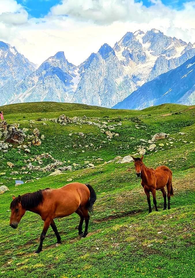 horses at the top of the mountain Svaneti