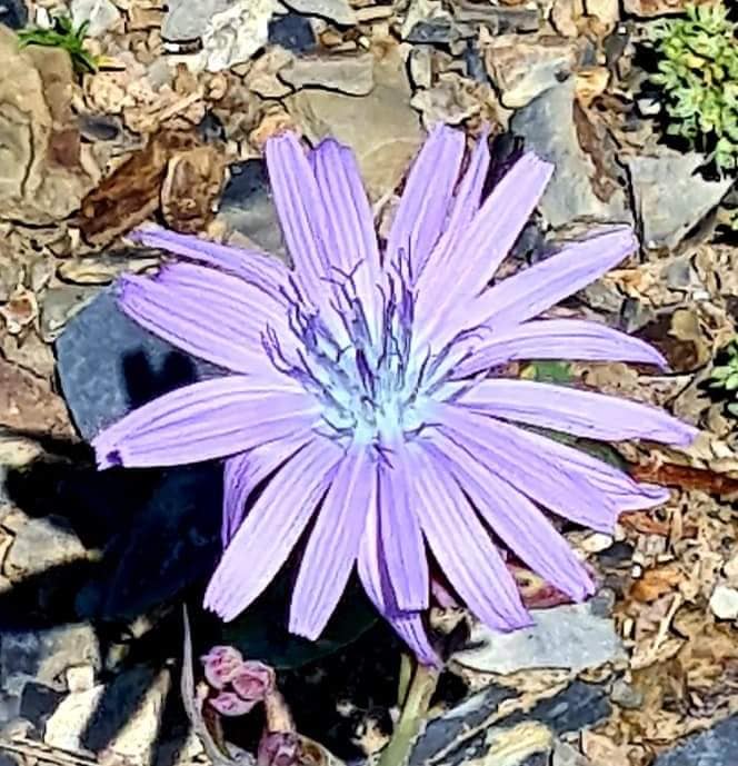 wild flowers in Svaneti