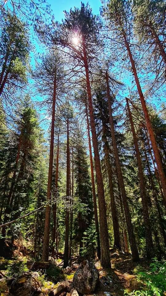 sun shining through the trees in Svaneti
