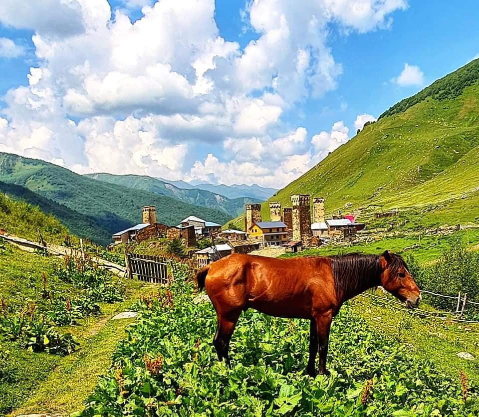 a horse in Ushguli, Svaneti