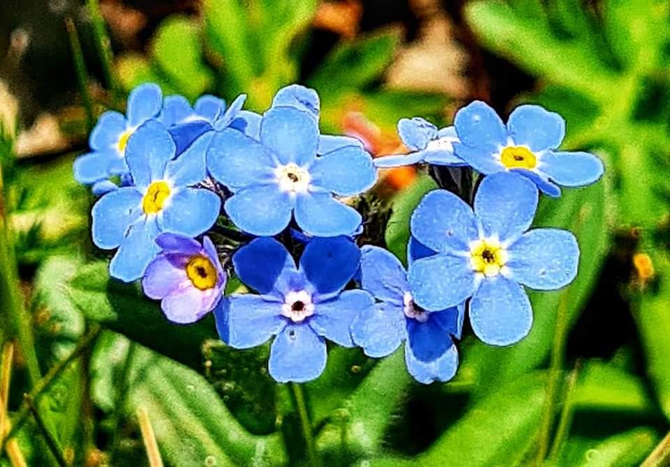beautiful flowers on Svaneti hike
