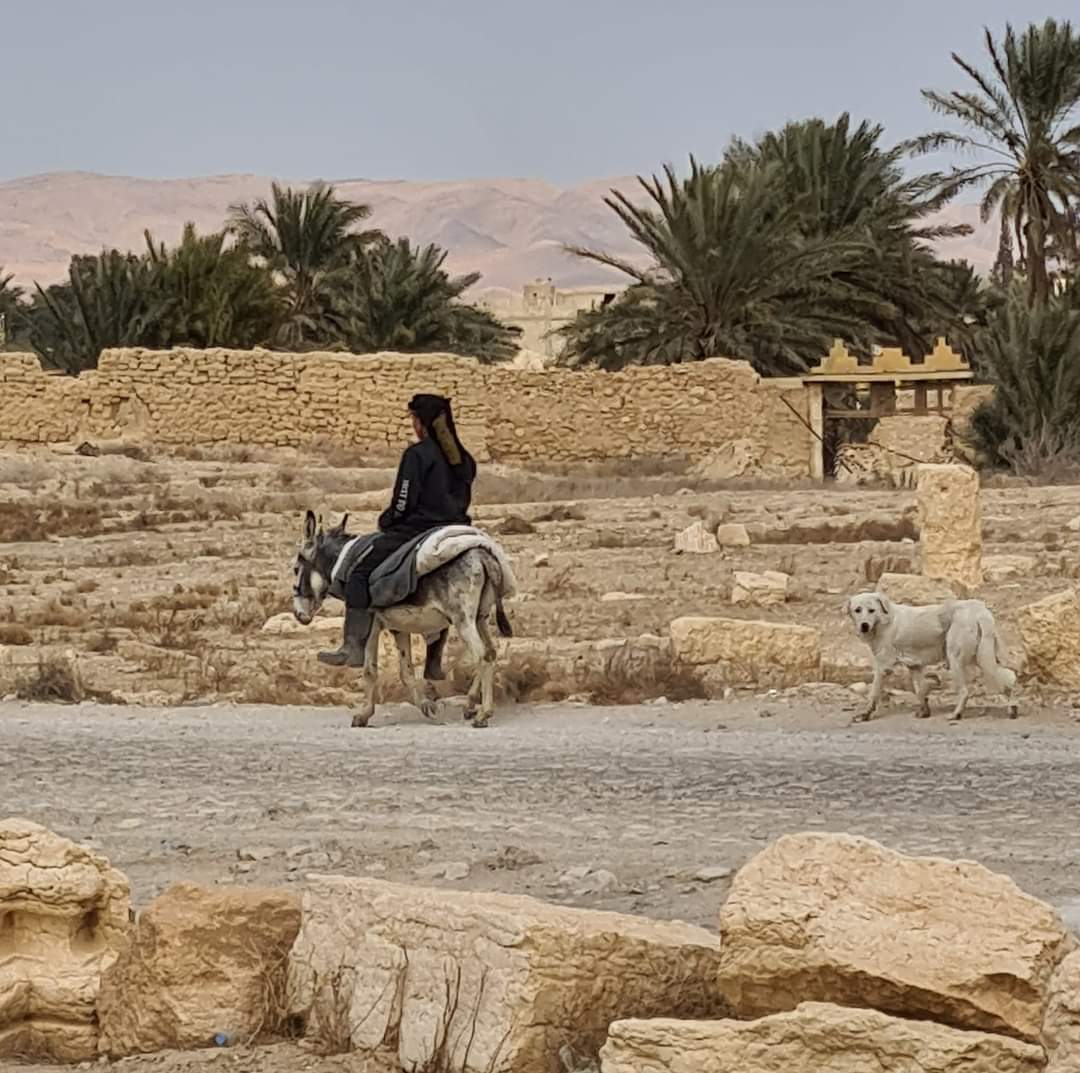 A local shepherd and his dog at Palmyra, Syria