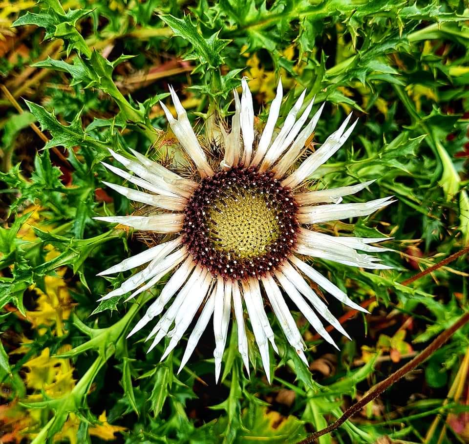Wild flower in the Rugova mountains, Kosovo