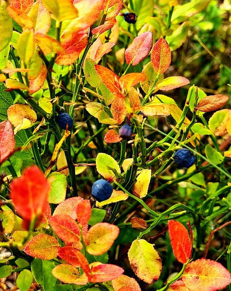 Wild berries Rugova canyon