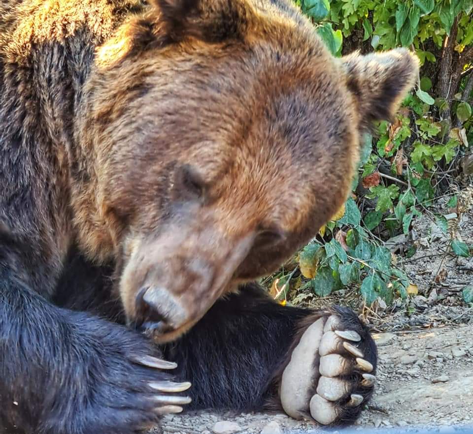 A rescued bear at the sanctuary in Kosovo