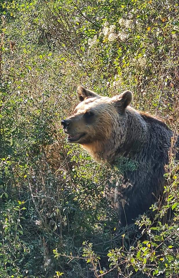 A bear at the sanctuary in Pristina, Kosovo