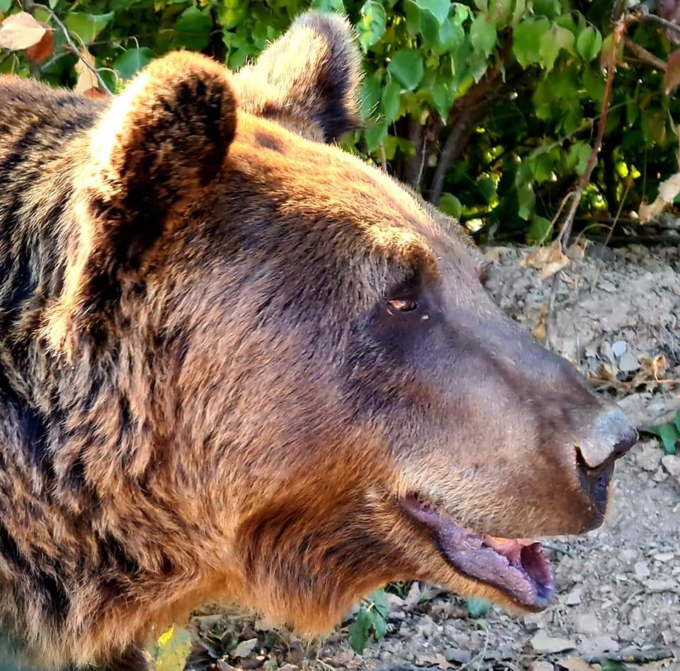 Portrait of a bear at Prishtina bear sanctuary