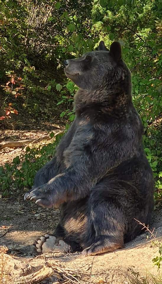 A beautiful bear at Prishtina bear sanctuary