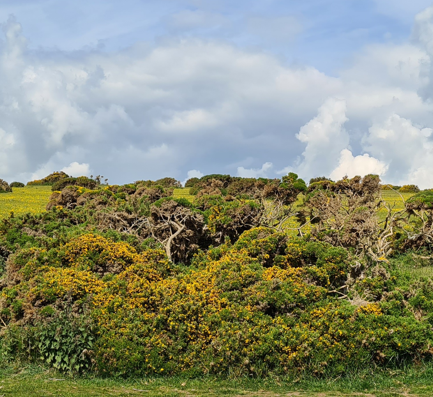 A gorse bush in Northumberland England