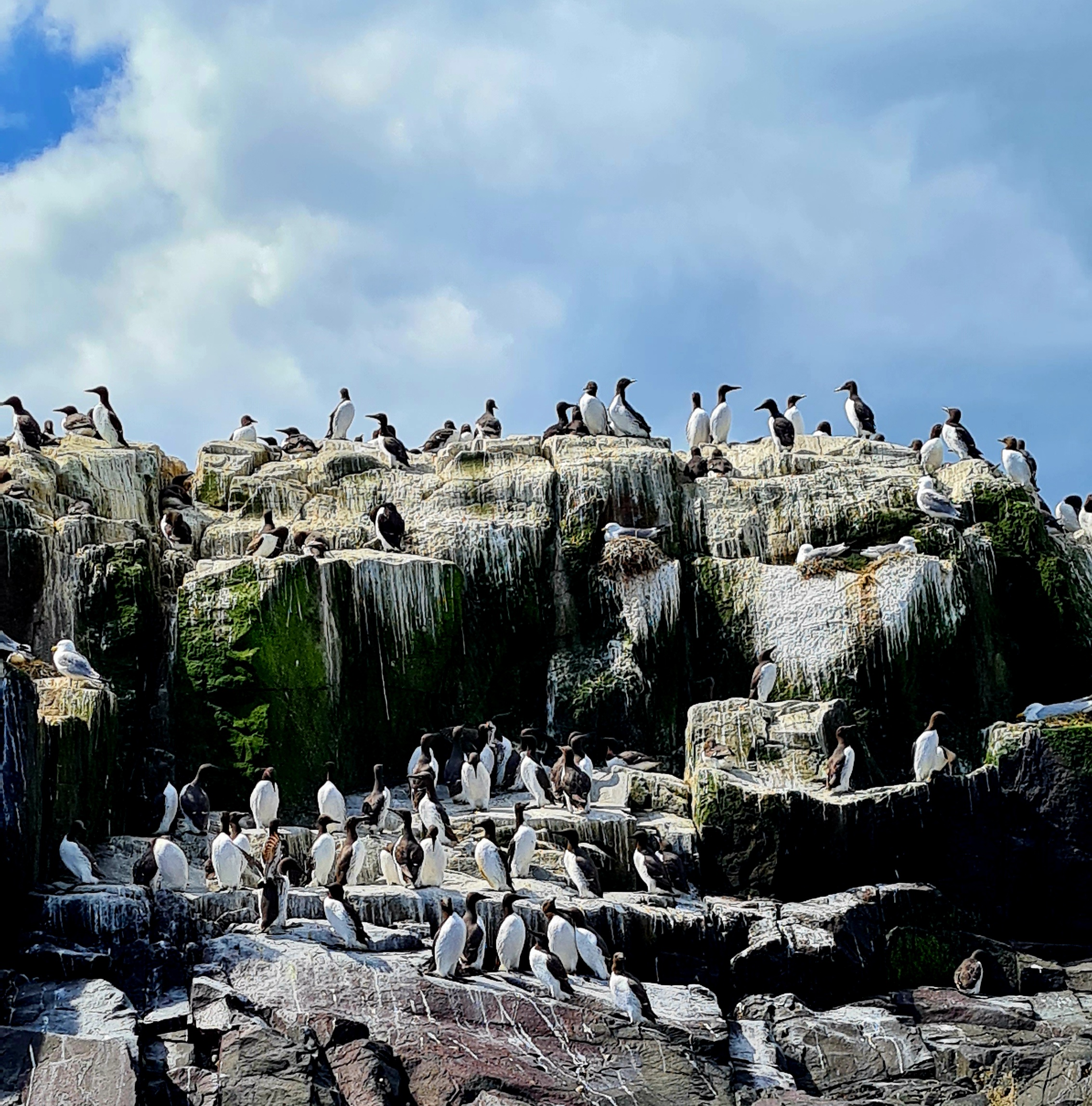 Guillemots in the Farne islands Northumberland