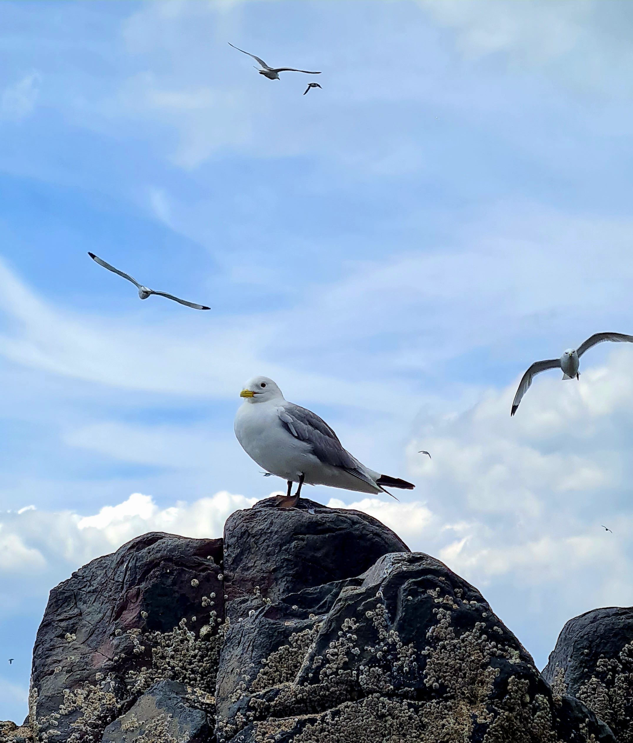 Kittiwakes in the Farne ialsnds Northumberland