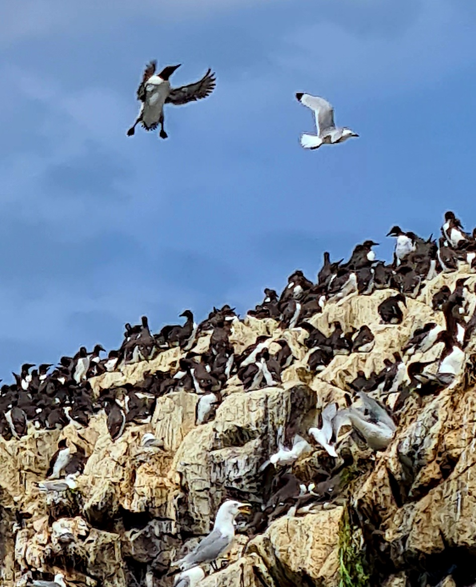 Guillemots and Kittiwakes in the Farne Islands Northumberland