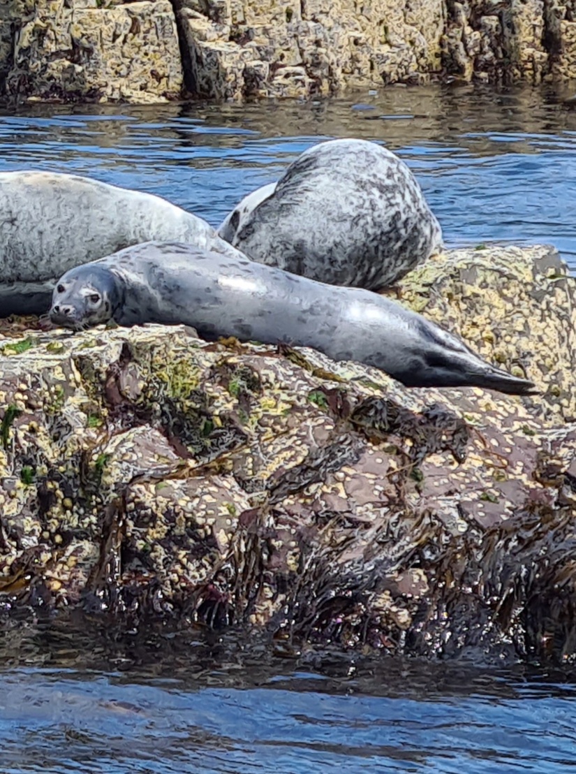 Grey seal in the Farne Islands Northumberland