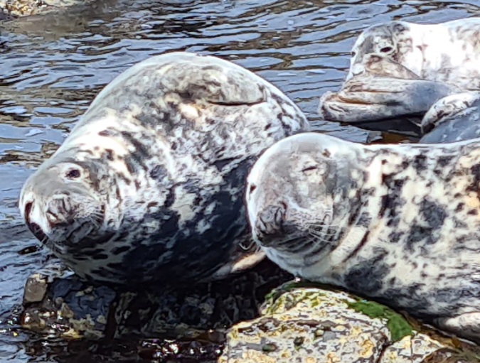 Grey seals in the Farne Islands Northumberland