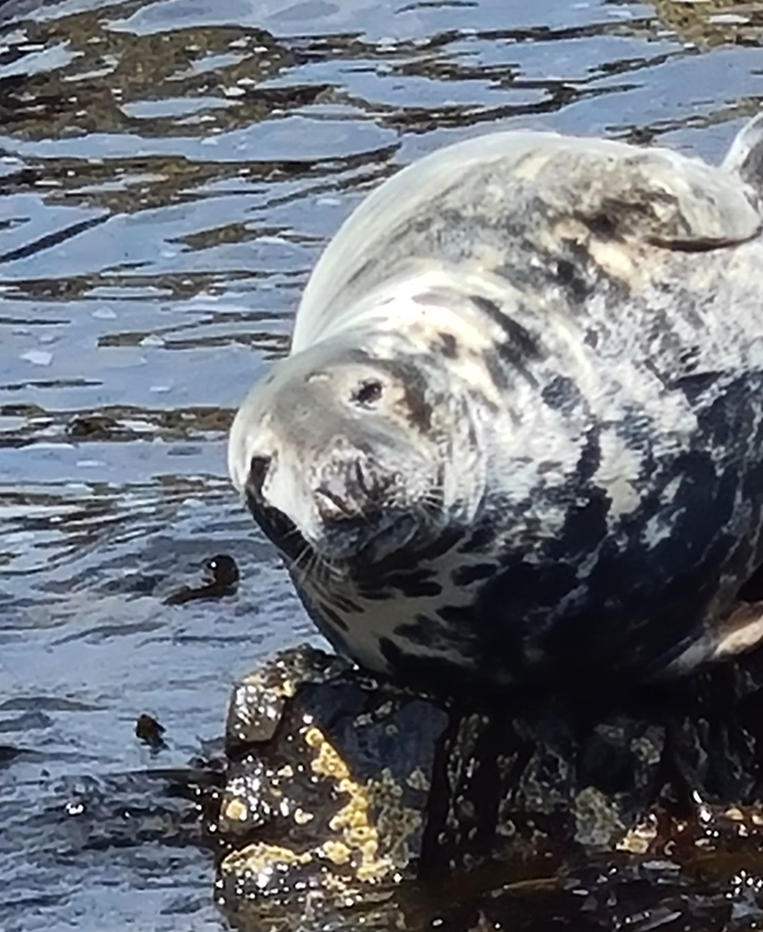 Lovely seal in the Farne Islands Northumberland