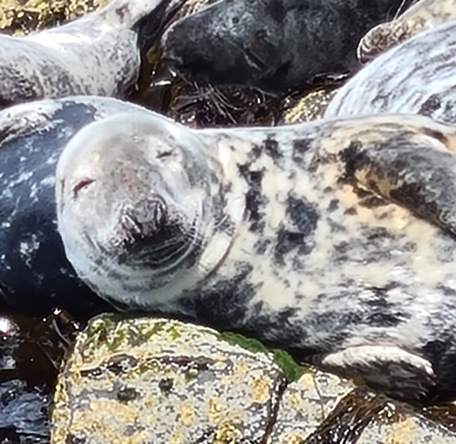 Smiling grey seal in the Farne islands Northumberland