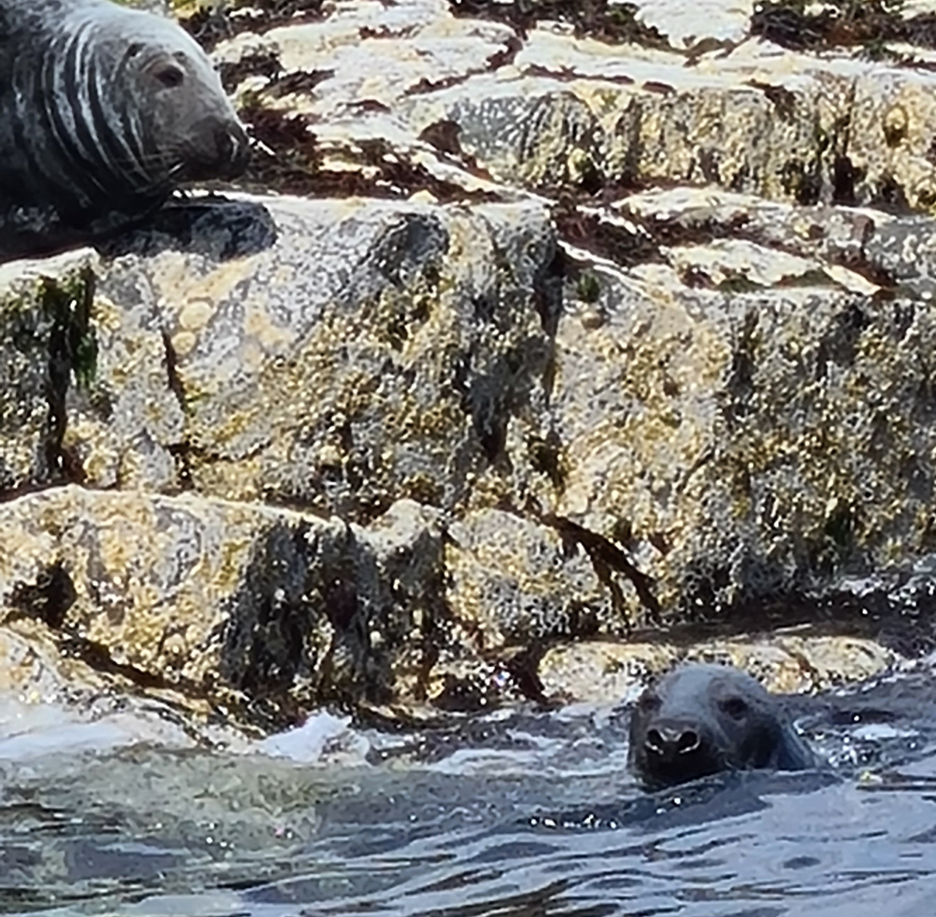 Swimming seals in the Farne islands Northumberland