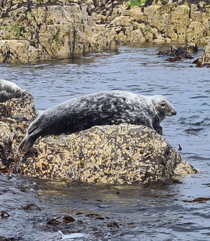 Young grey seal in the Farne islands Northumberland
