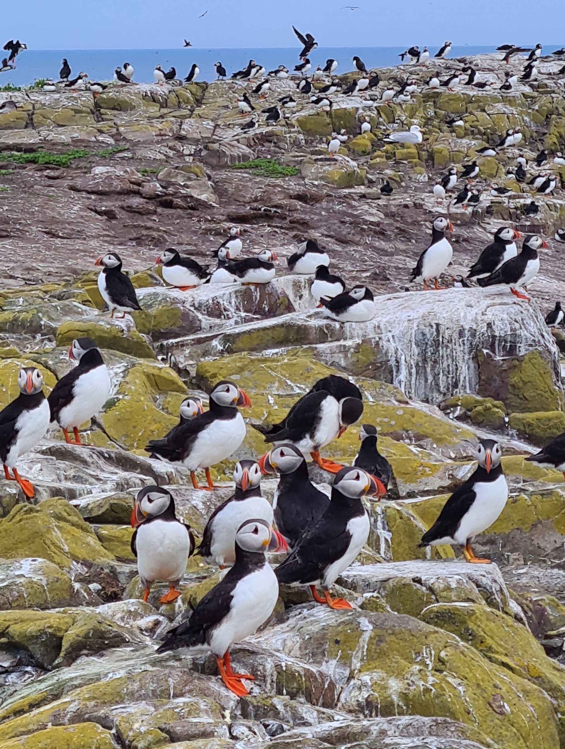 Lots of puffins in the Farne Islands Northumberland