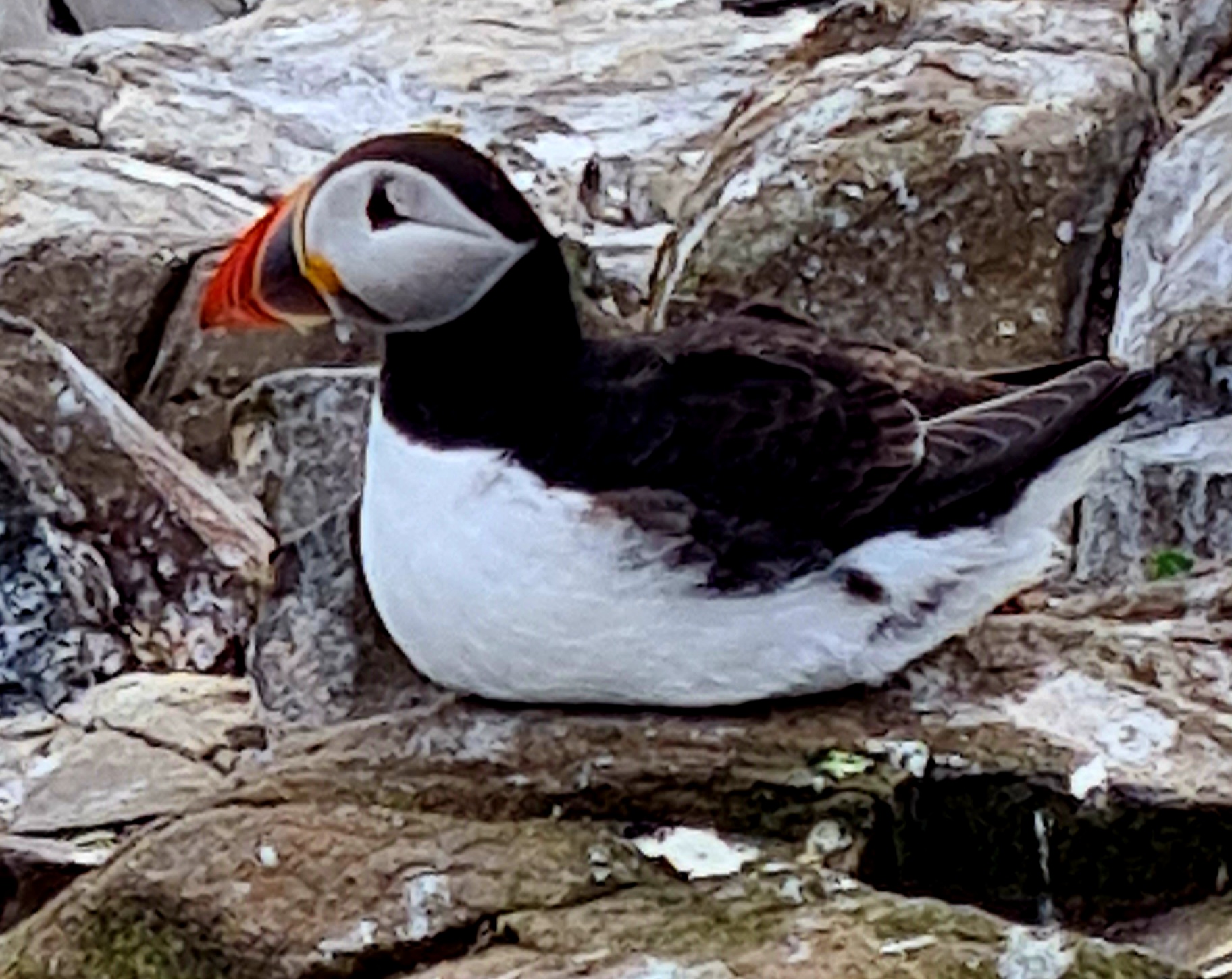 a Farne Island puffin Northumberland