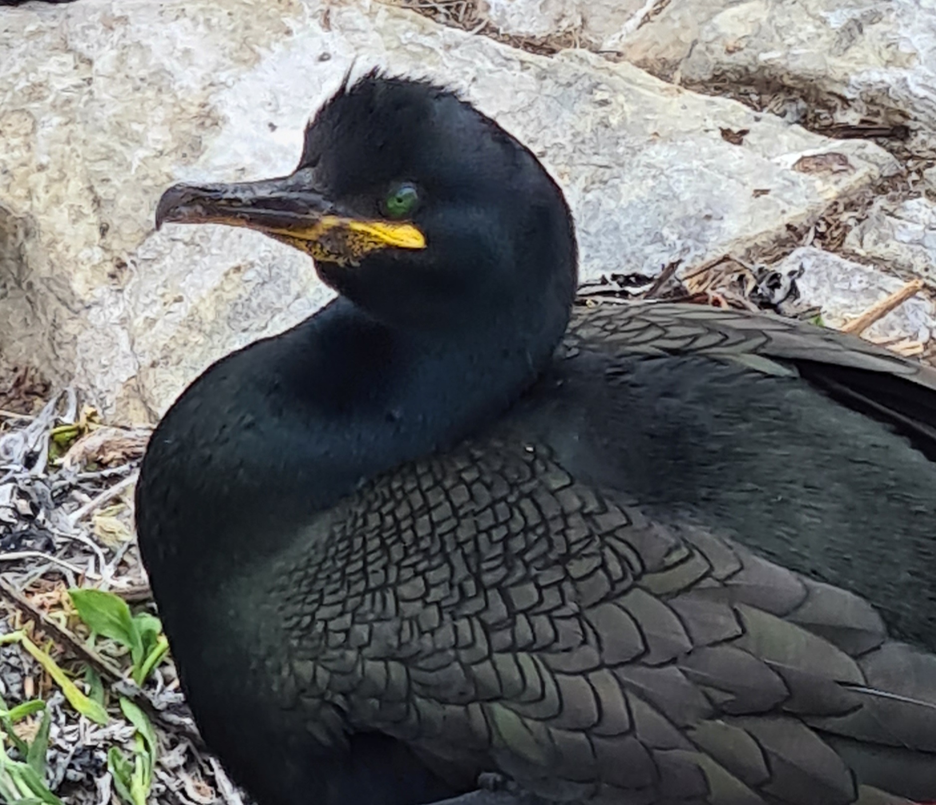 A nesting shag on the Farne Islands Northumberland