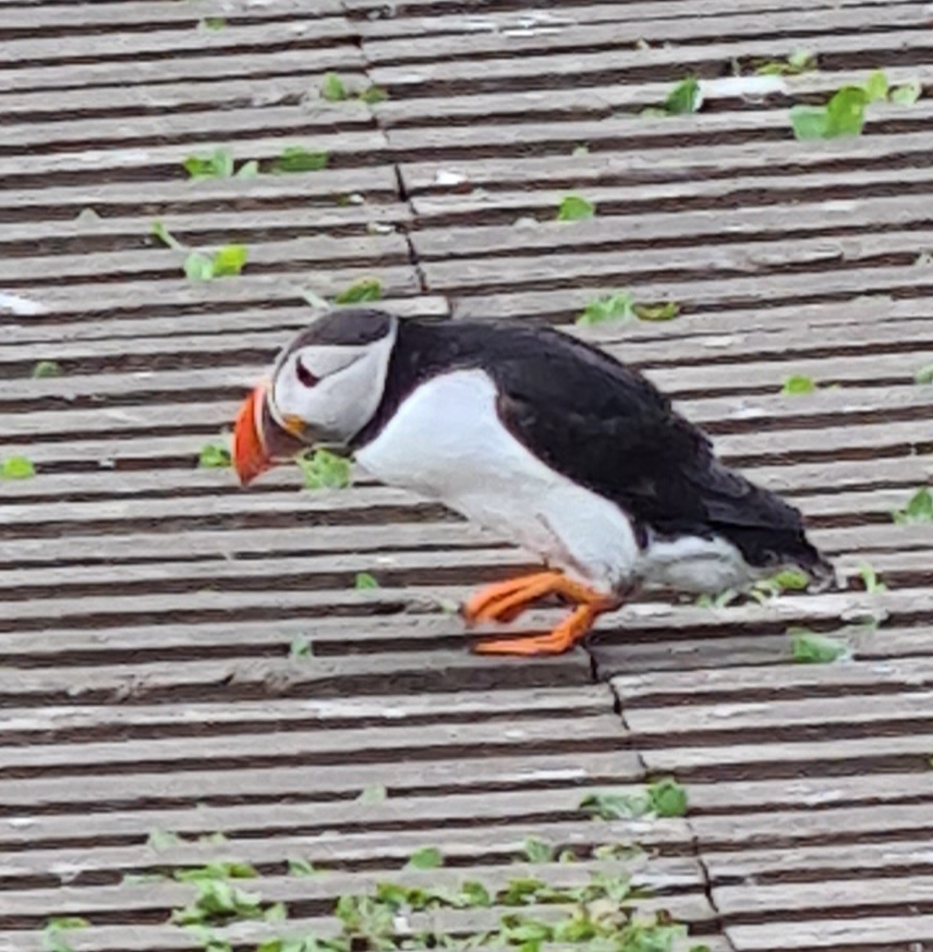 Pretty puffins in the Farne Islands, Northumberland