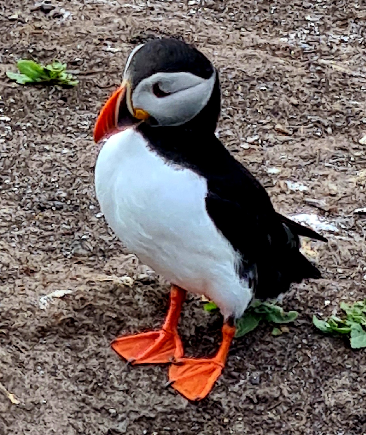 Puffin in the Farne islands Northumberland